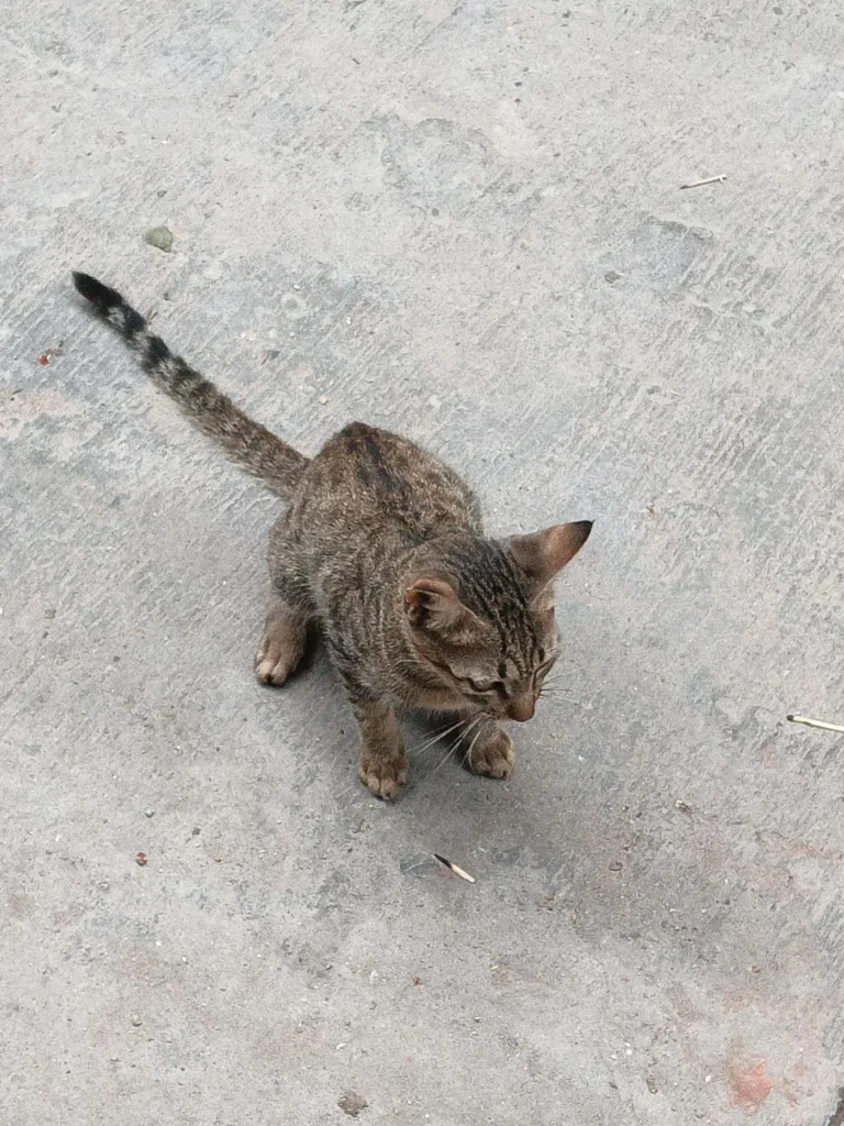 A brown tabby kitten sitting alone on a concrete floor, looking up.