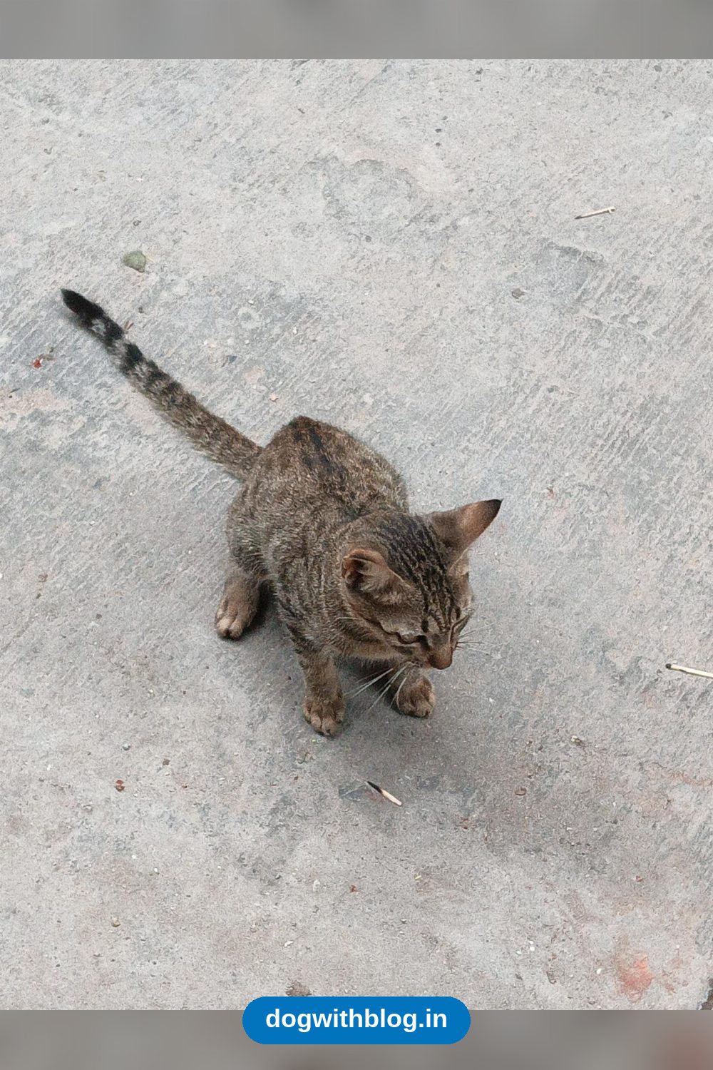 Two Two-Month-Old Kittens, One Injured, Need a Home Before Winter — Delhi NCR
