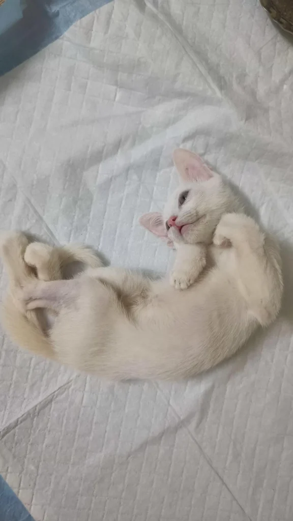 A white kitten lying on her back on a white quilted blanket, recovering and relearning to walk after parvo.