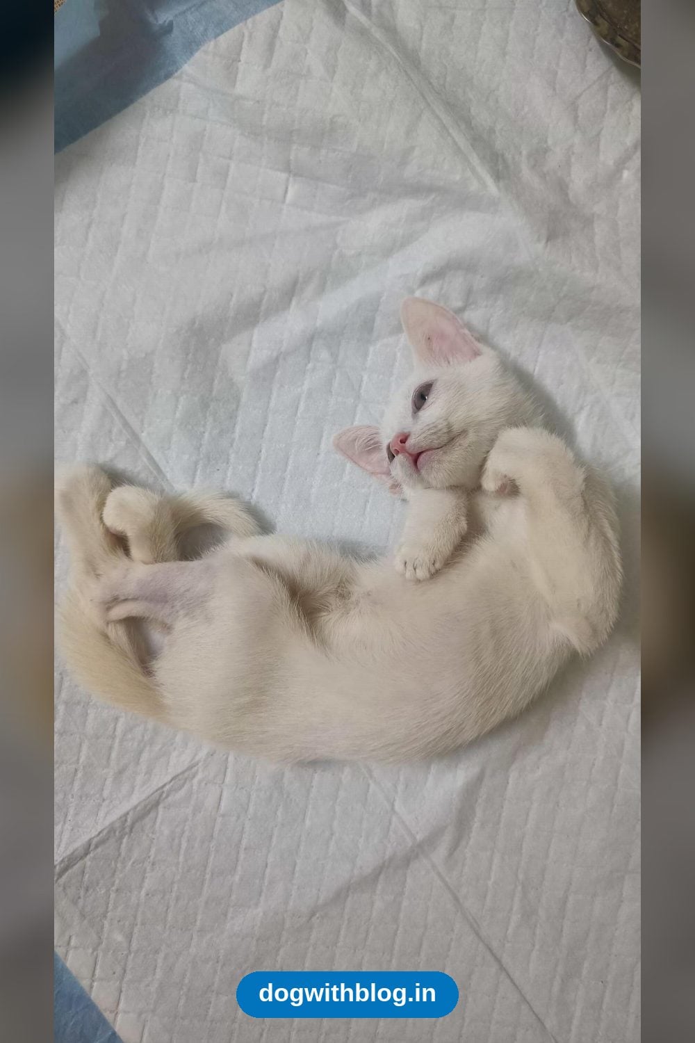 Miracle, a Kitten Recovering From Parvo, Needs a One-Month Foster While She Relearns to Walk โ Bengaluru