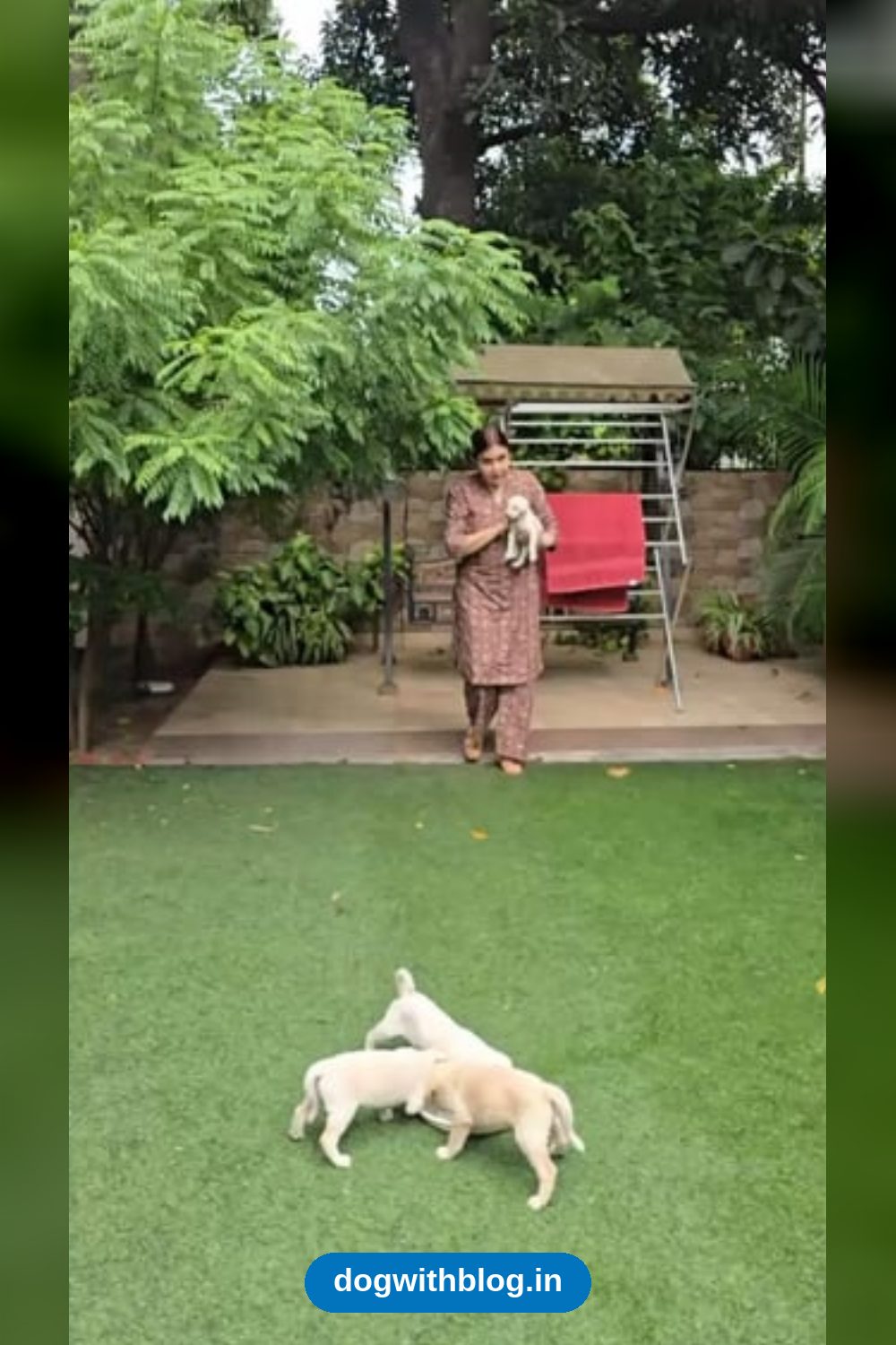 Seven Indie Puppies From One Litter Need Homes — Chandigarh