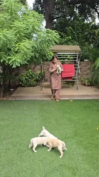 A woman stands on a lawn holding one cream puppy while three more play on the grass — part of a litter of seven indie puppies in Jalandhar.