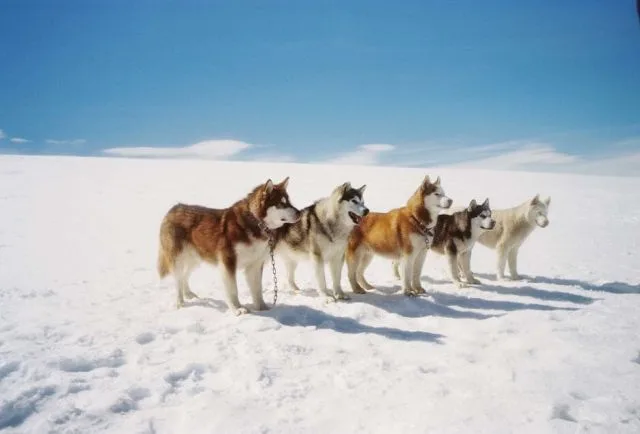 The sled dogs left behind in the Antarctic in Eight Below
