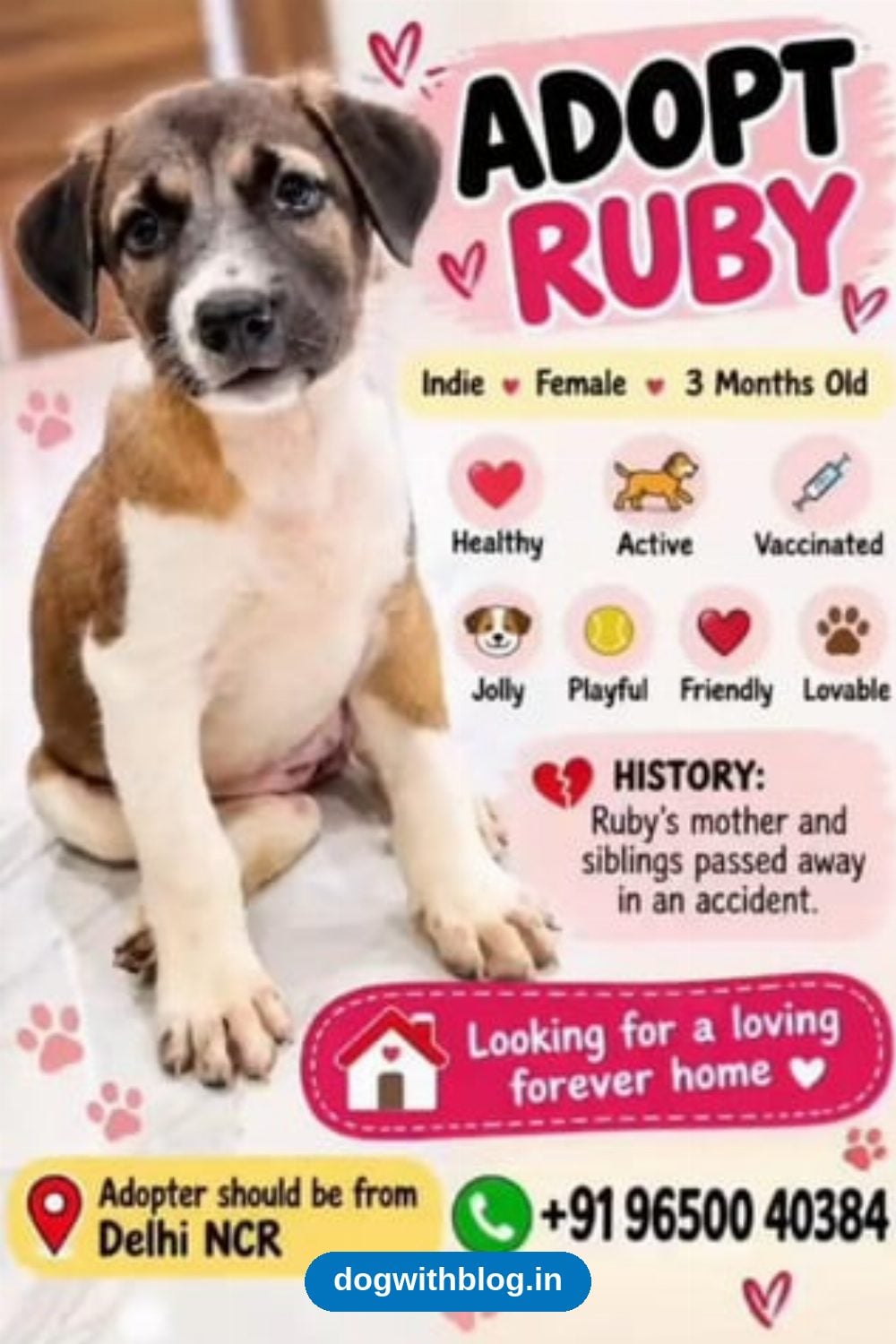 Ruby, a Vaccinated 3-Month-Old Indie Girl, Needs a Forever Home — Delhi NCR