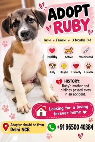 Adoption poster for Ruby, a brown, white and black indie puppy sitting on a tiled floor, with her age, history and WhatsApp number