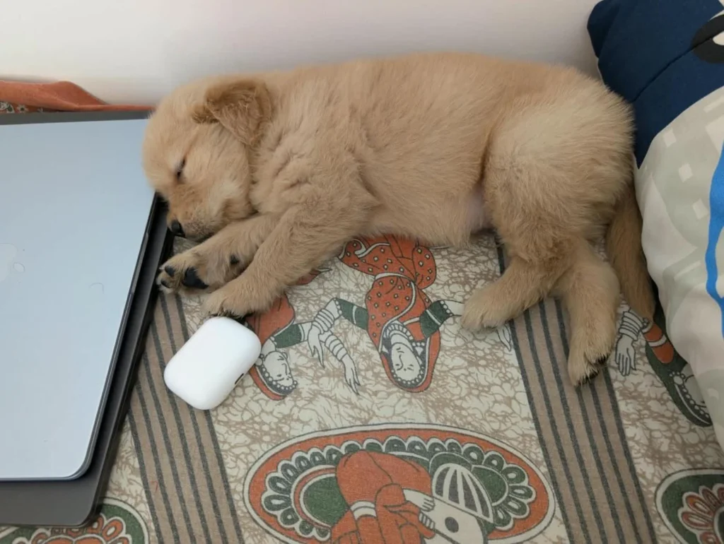 Leo, a male golden retriever puppy, needs a loving home - puppy for adoption in Bengaluru