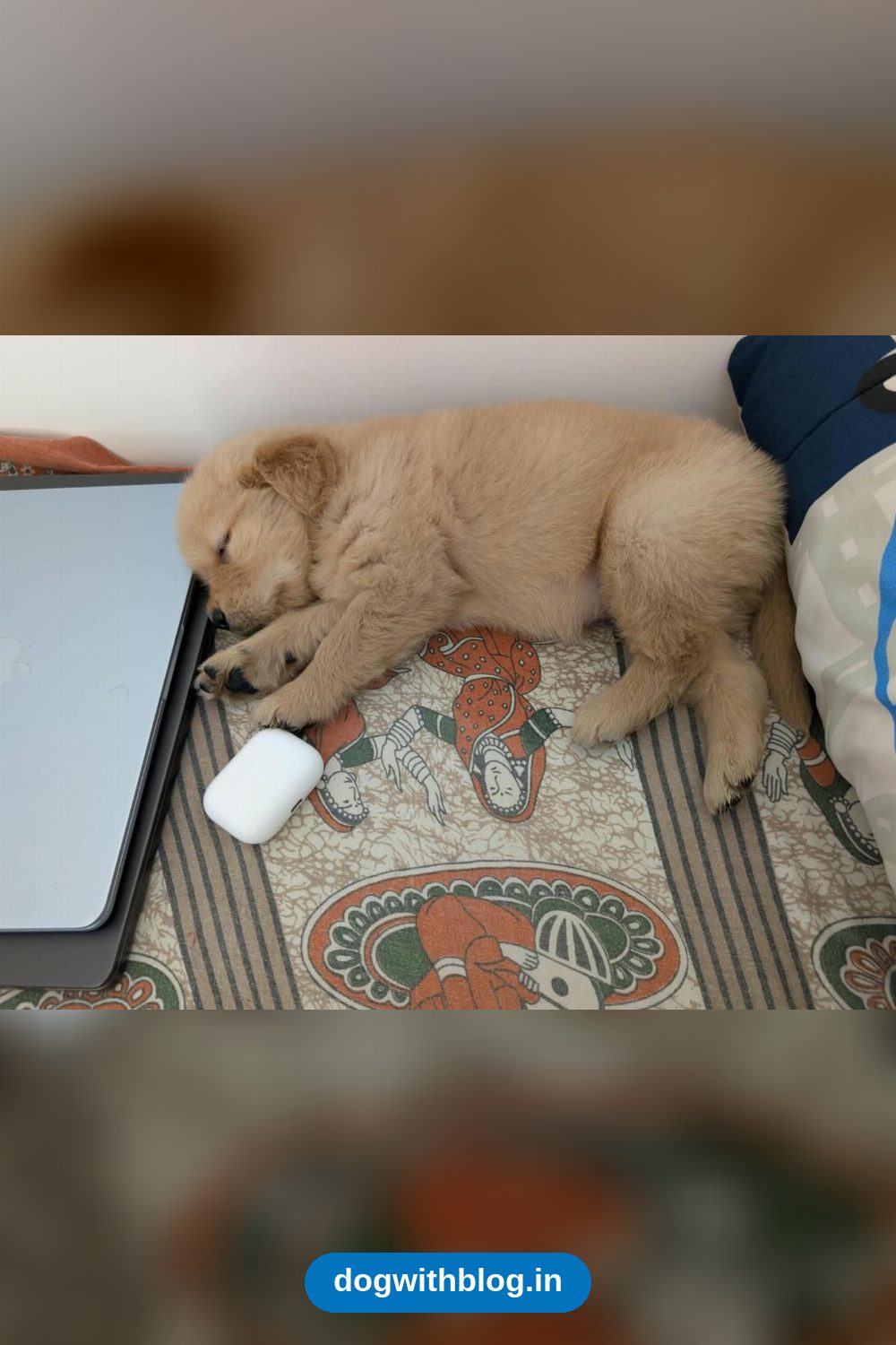Leo, a 46-Day-Old Golden Retriever Puppy, Needs a Home — Bengaluru