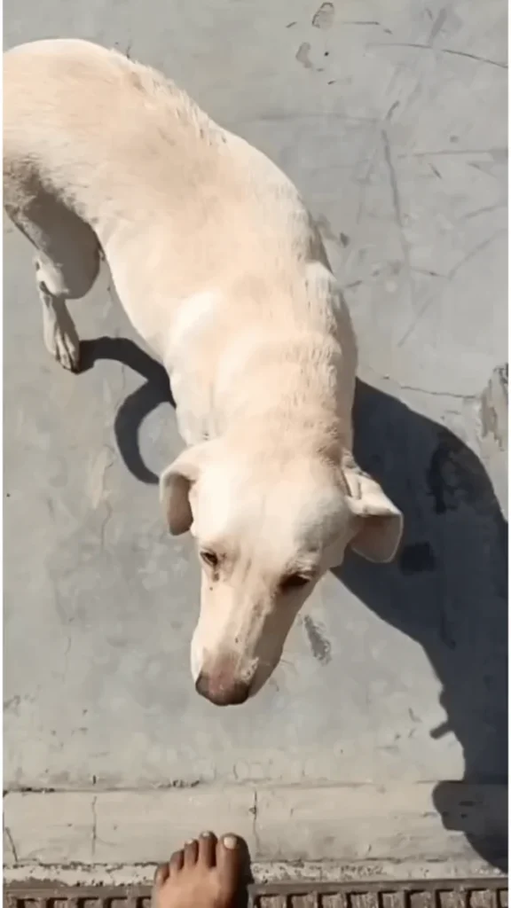 A thin white Labrador standing on a concrete floor, viewed from above