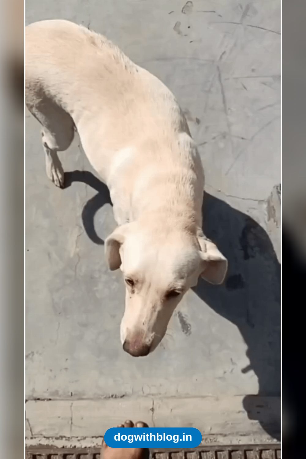 A Breeding Labrador With a Vaginal Prolapse Needs Emergency Foster in Faridabad — Delhi NCR