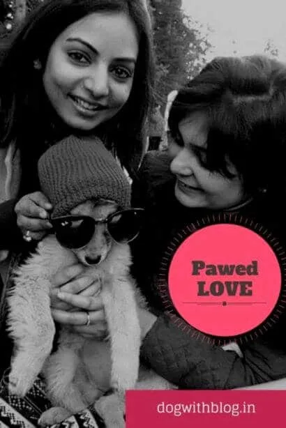 happy new year dog | RayBan puppy
