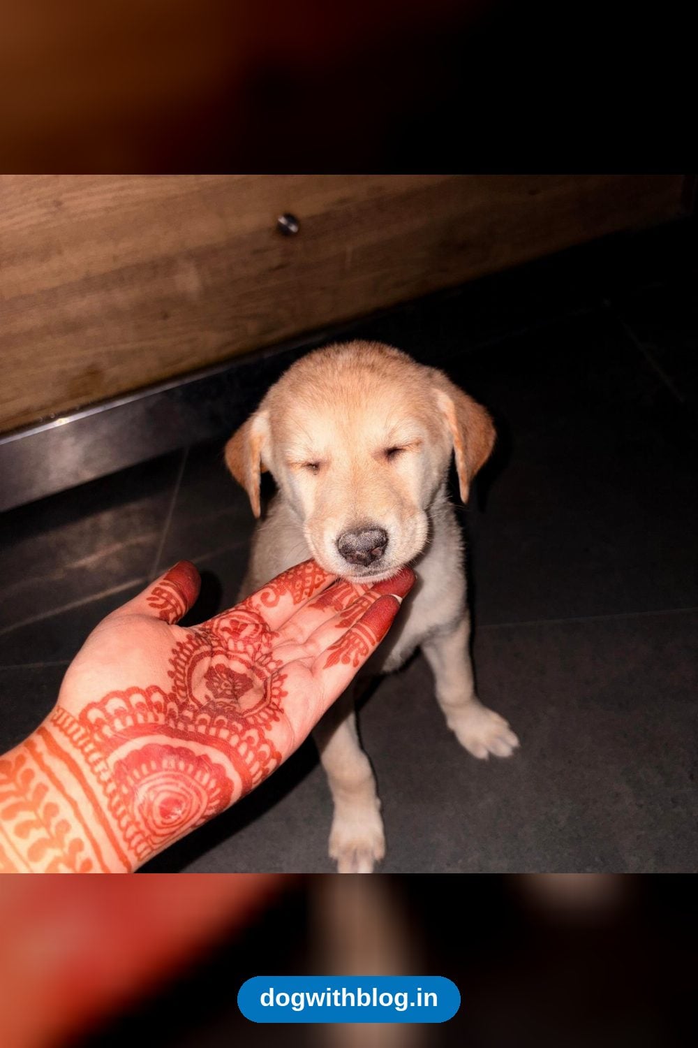 Five Indie Puppies Are Looking for Loving Forever Homes ā Dehradun