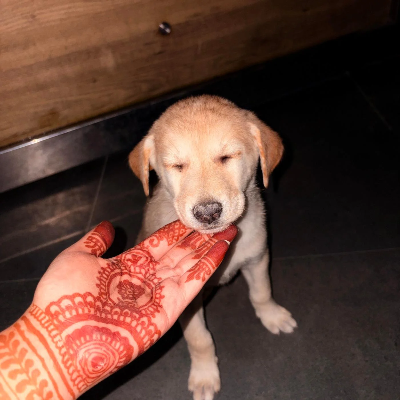 Five Indie Puppies Are Looking for Loving Forever Homes — Dehradun