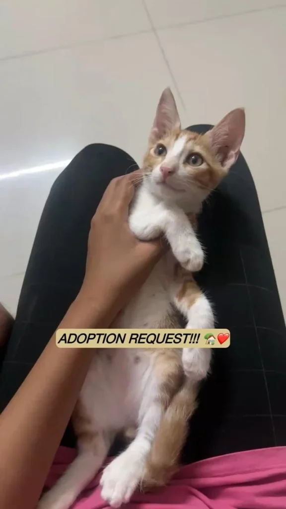 A ginger-and-white kitten held up against a person's leg, mid-video-still, with an adoption-request text overlay.