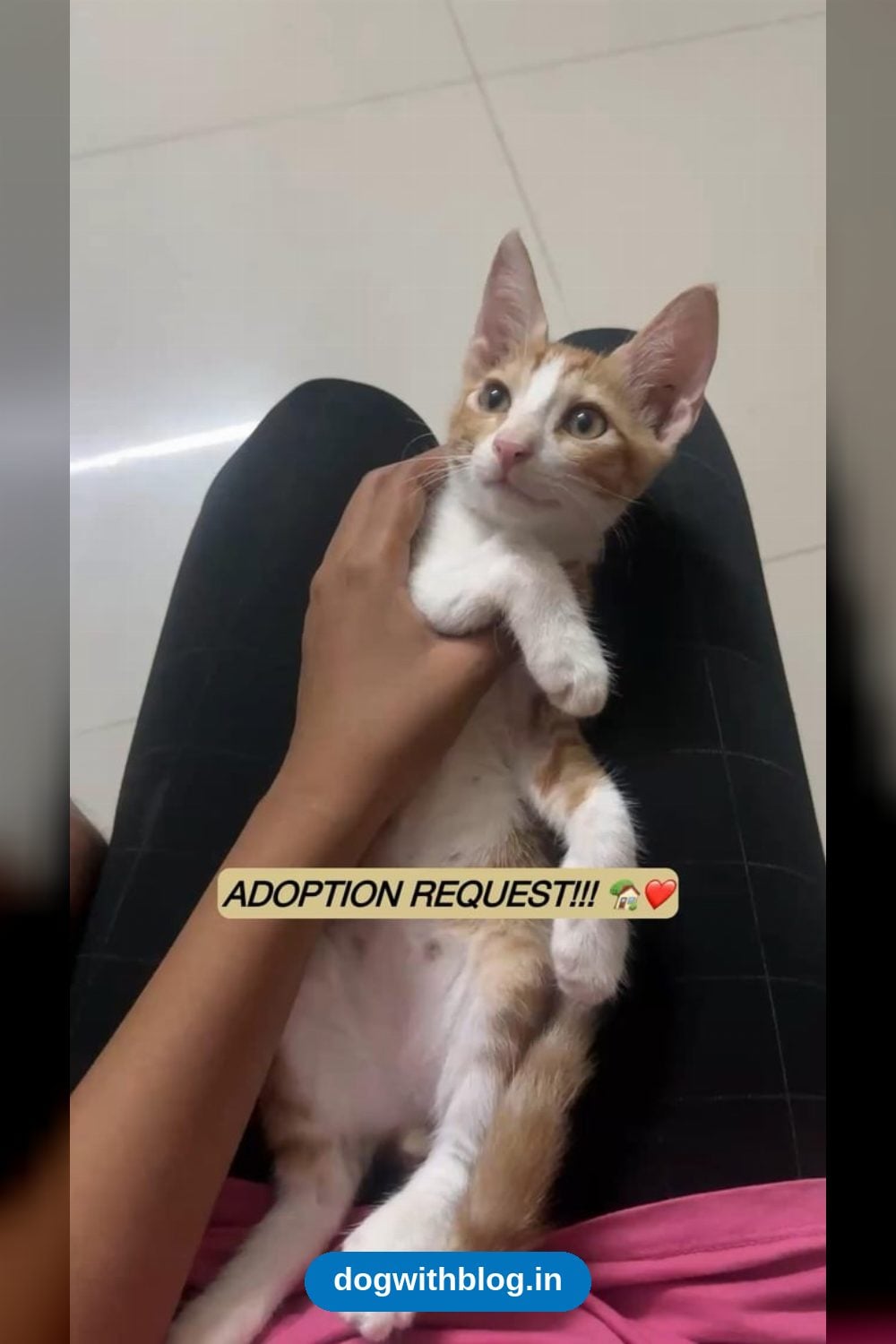 A Ginger Male Kitten, Not Yet Four Months Old, Needs a Home — Chennai