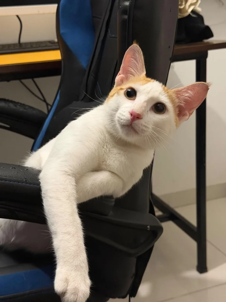 Bento, a white and ginger kitten, tilting his head with one paw draped over the arm of an office chair