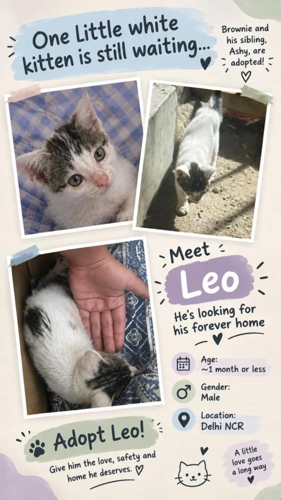 Adoption poster for Leo, a small white-and-tabby kitten, shown being held and exploring outdoors — his siblings Brownie and Ashy have already been adopted