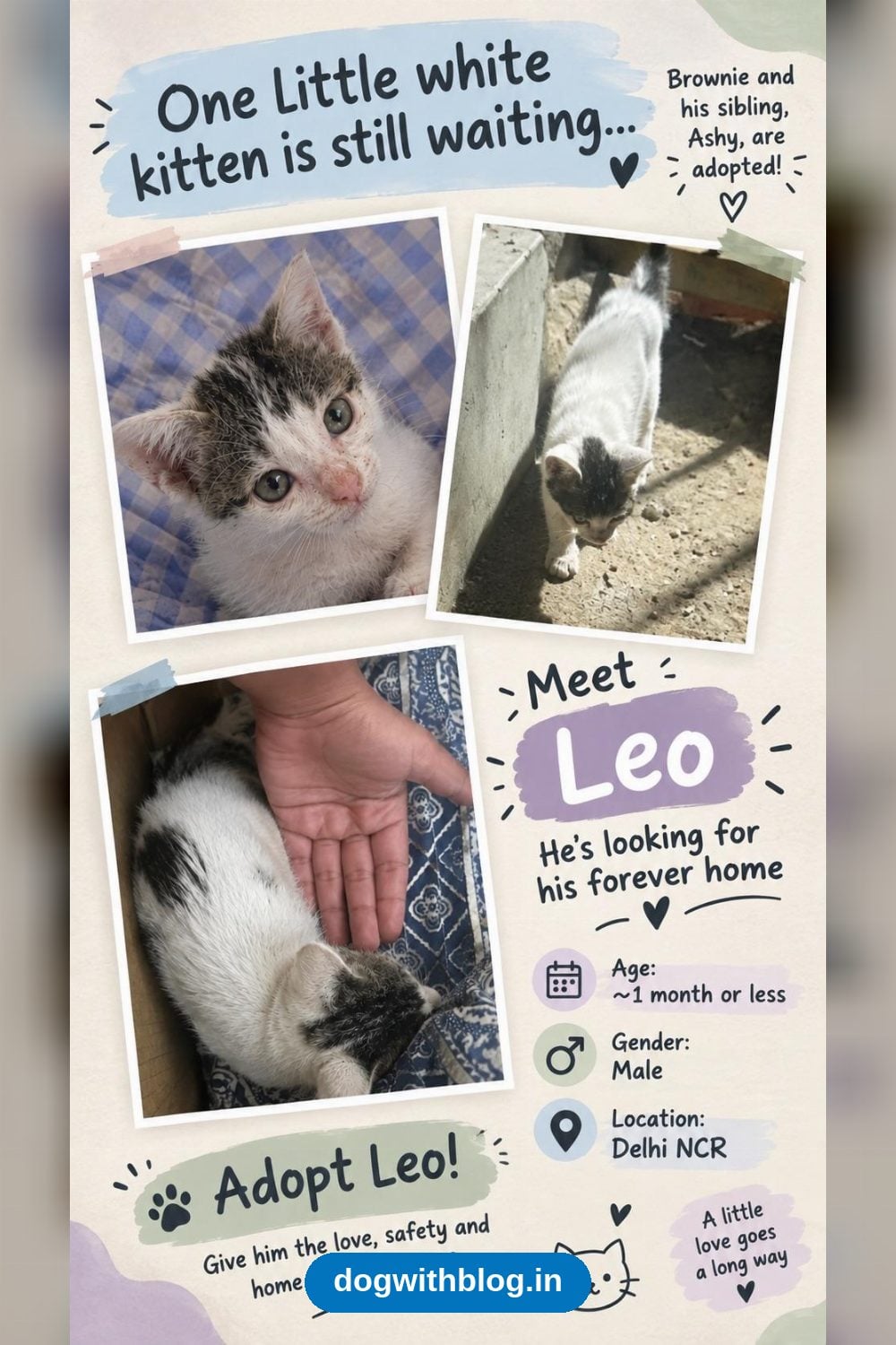 Leo, a One-Month-Old Kitten Whose Sister Was Already Adopted — Delhi NCR