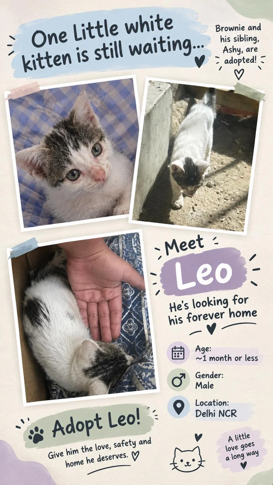 Leo, a One-Month-Old Kitten Whose Sister Was Already Adopted in Delhi NCR
