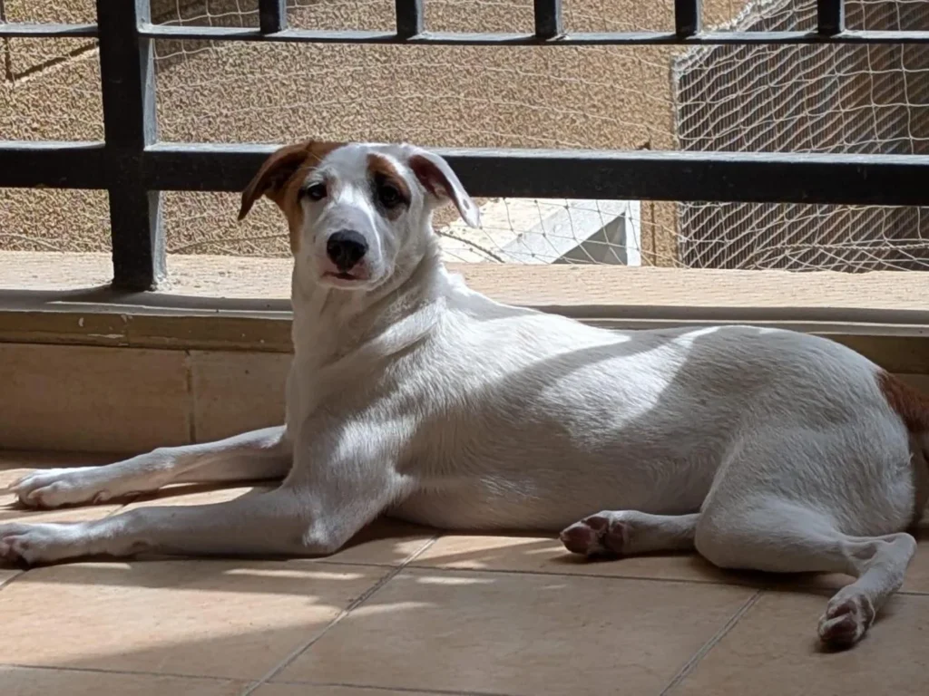 A white indie puppy with tan ears lying on a sunny balcony floor, one of the sisters Luna and Nina in Bengaluru