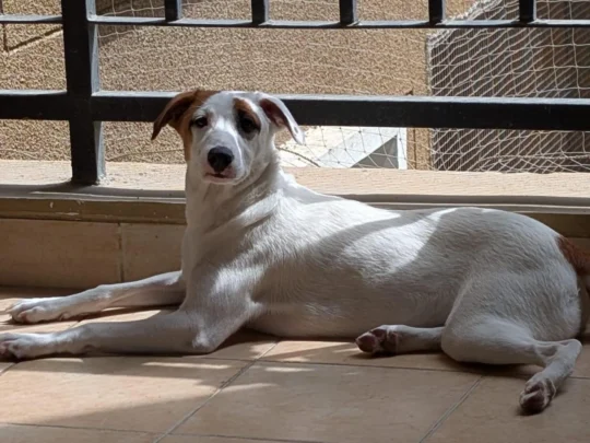 Luna and Nina, Two Vaccinated 9-Month-Old Indie Sisters, Need a Home Together, adoptable dog in Bengaluru