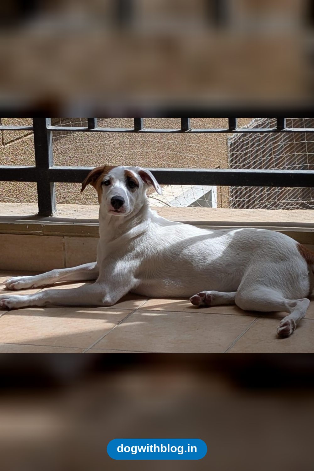 Luna and Nina, Two Vaccinated 9-Month-Old Indie Sisters, Need a Home Together — Bengaluru
