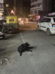 An Old Black Labrador Was Found on a Busy Road at Night in Bengaluru