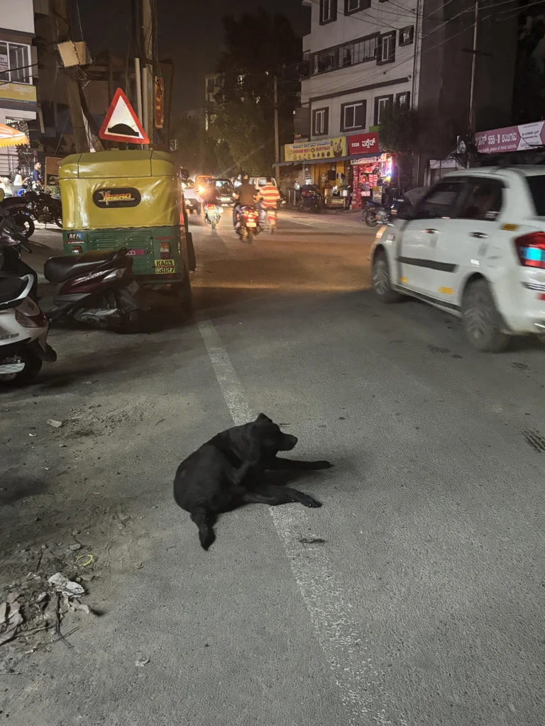 An old black Labrador lying in the middle of a busy street at night in HSR Layout, Bengaluru, with traffic passing around him.