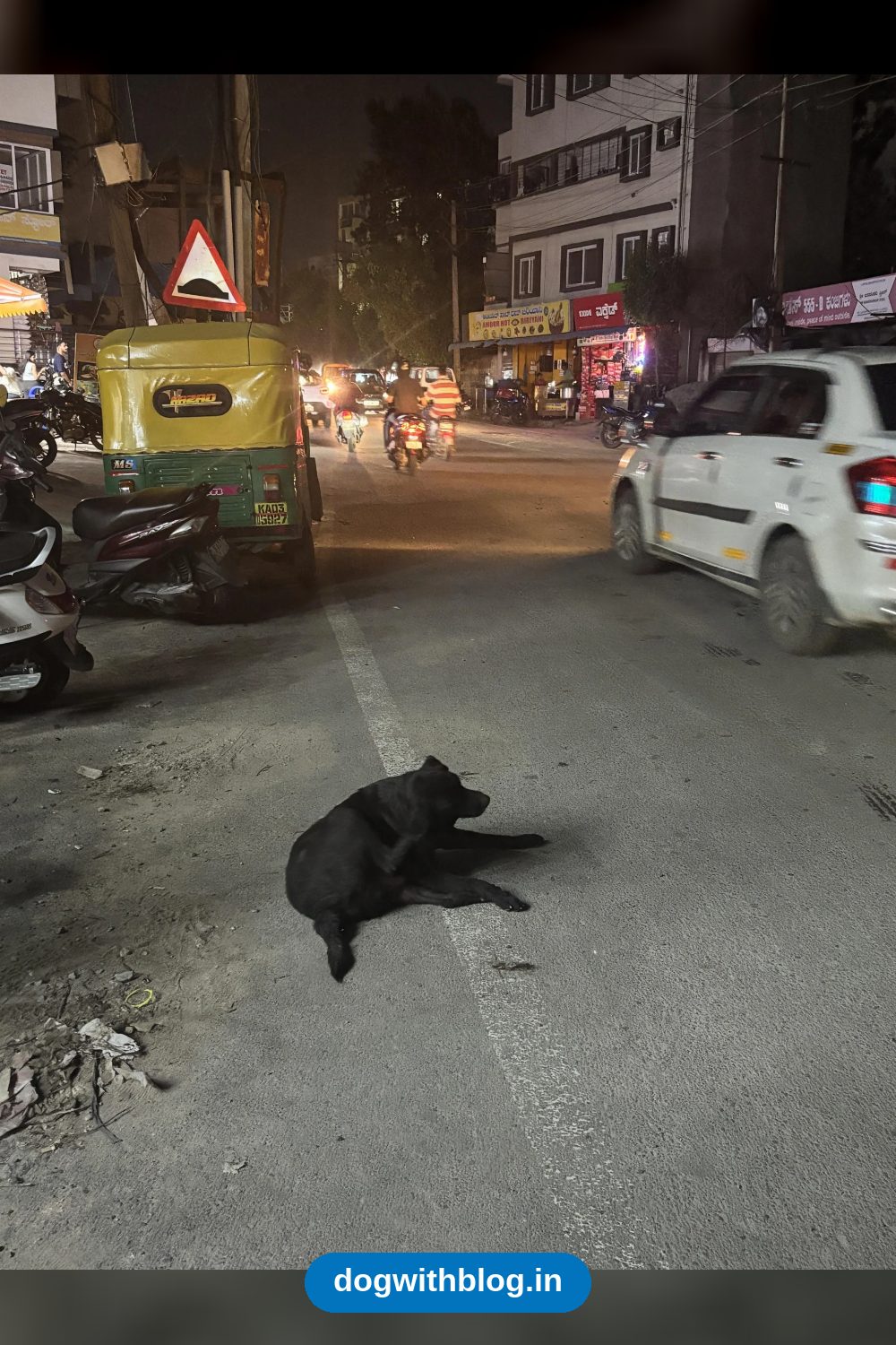 An Old Black Labrador Was Found on a Busy Road at Night — Bengaluru