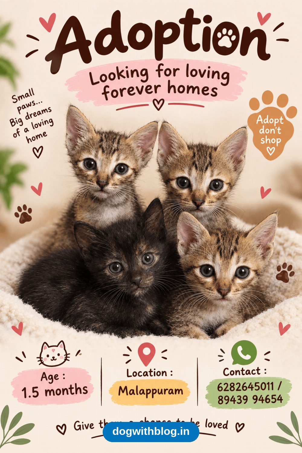 Four Foster Kittens Whose Mother Died Need a Loving Home — Malappuram