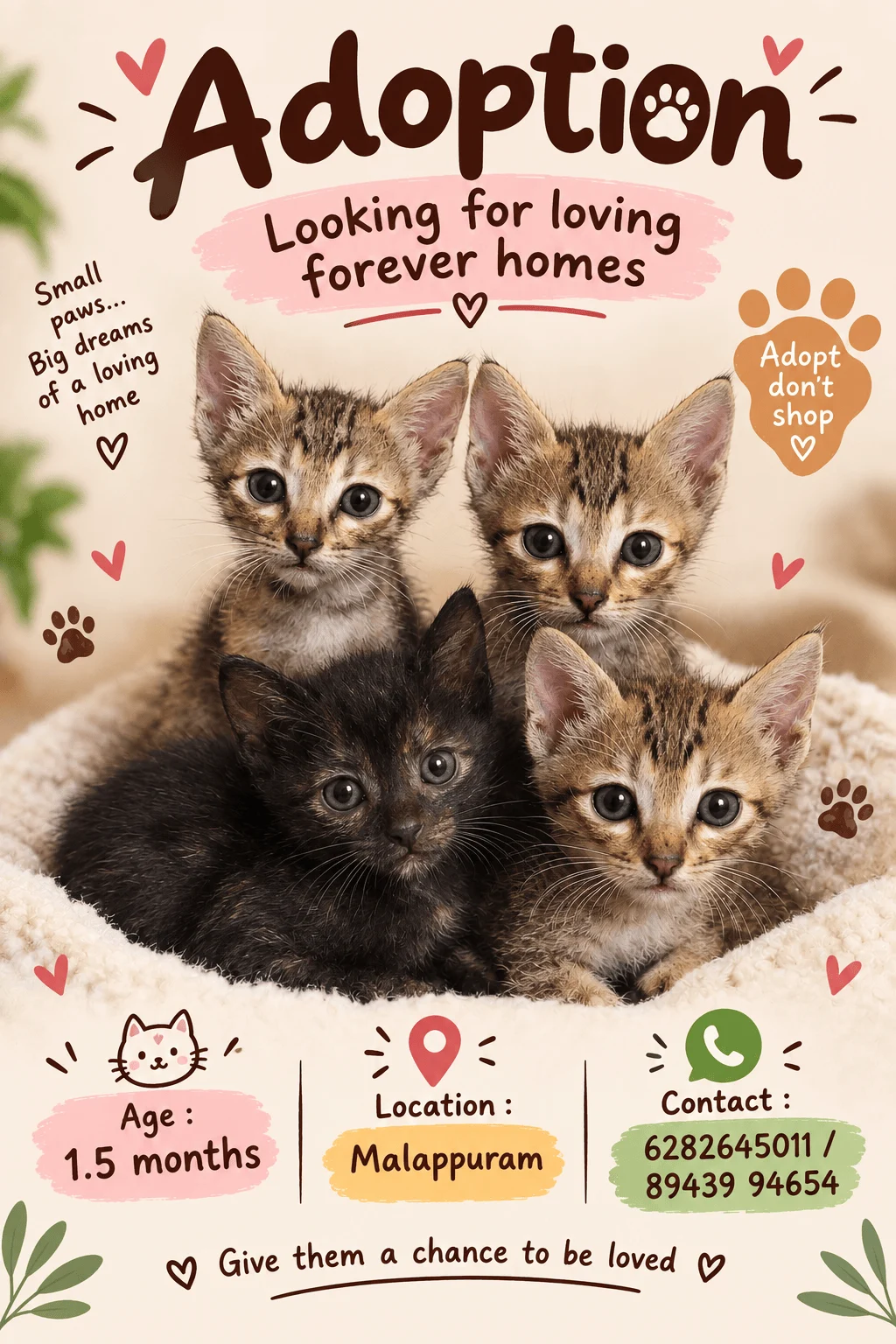 Four Foster Kittens Whose Mother Died Need a Loving Home in Malappuram