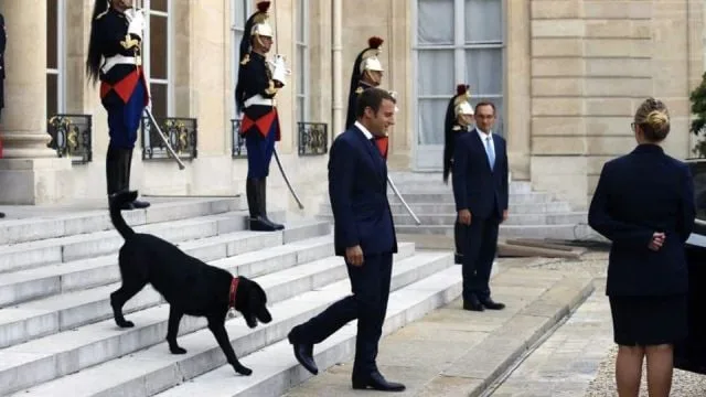 French President dog