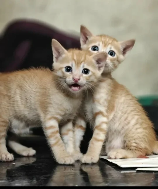 Three Nine-Week-Old Kittens, Two Male and One Female, Need a Home, adoptable cat in Bengaluru