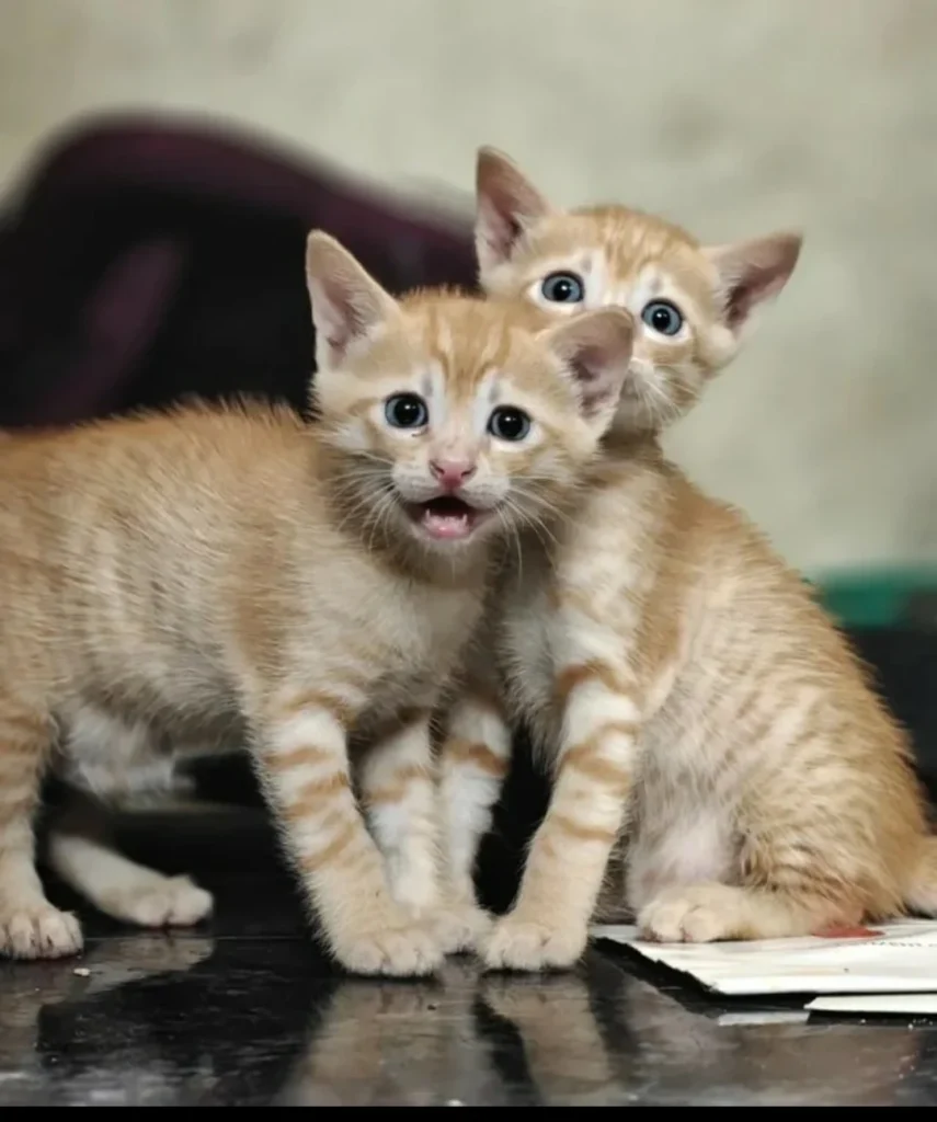 Two orange tabby kittens standing close together on a dark floor, looking up at the camera