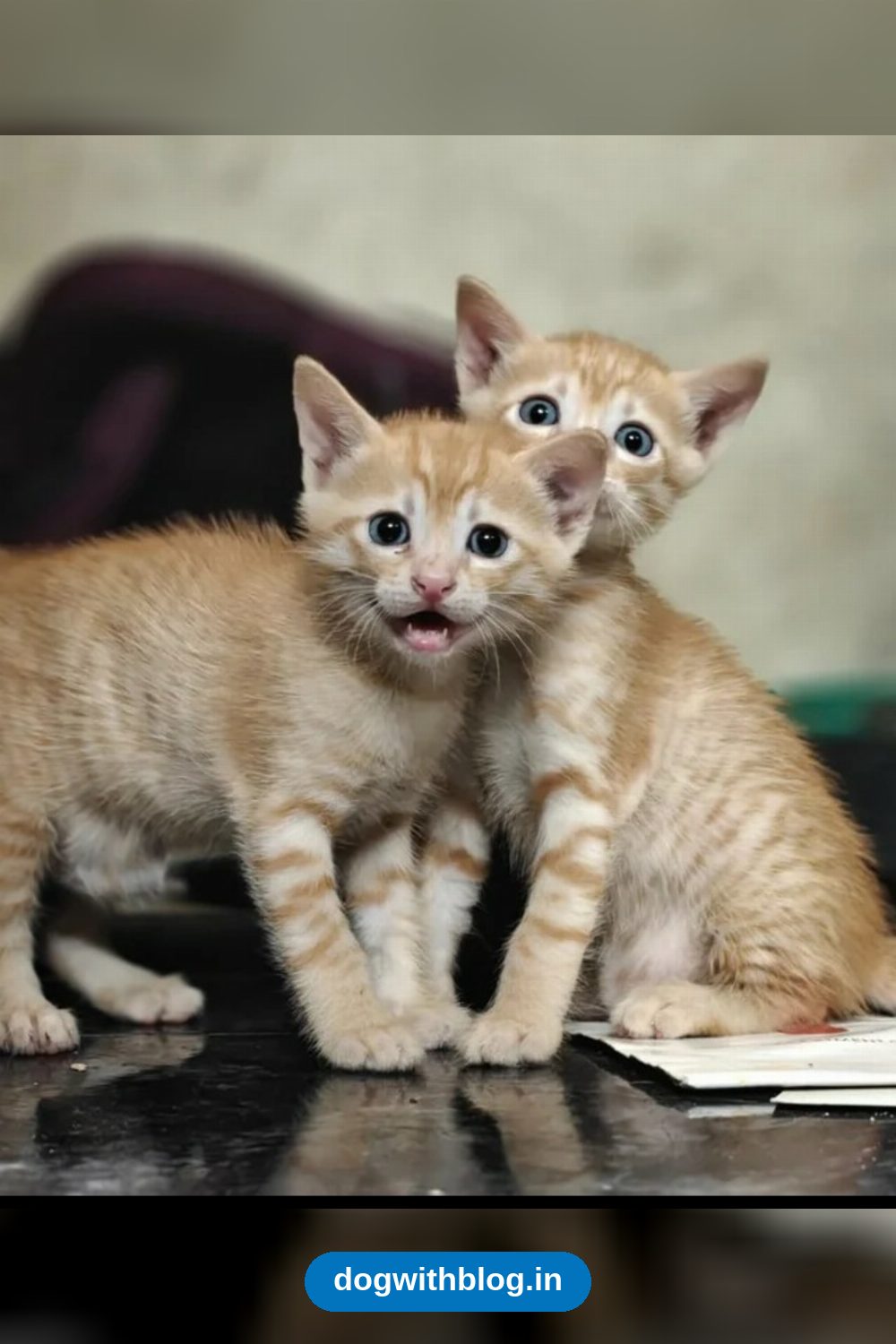 Three Nine-Week-Old Kittens, Two Male and One Female, Need a Home — Bengaluru