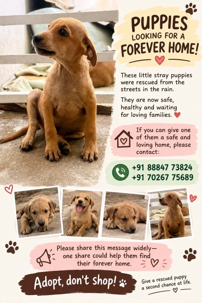 Adoption poster titled Puppies looking for a forever home, with a tan puppy sitting on a concrete ledge and four smaller photos of puppies
