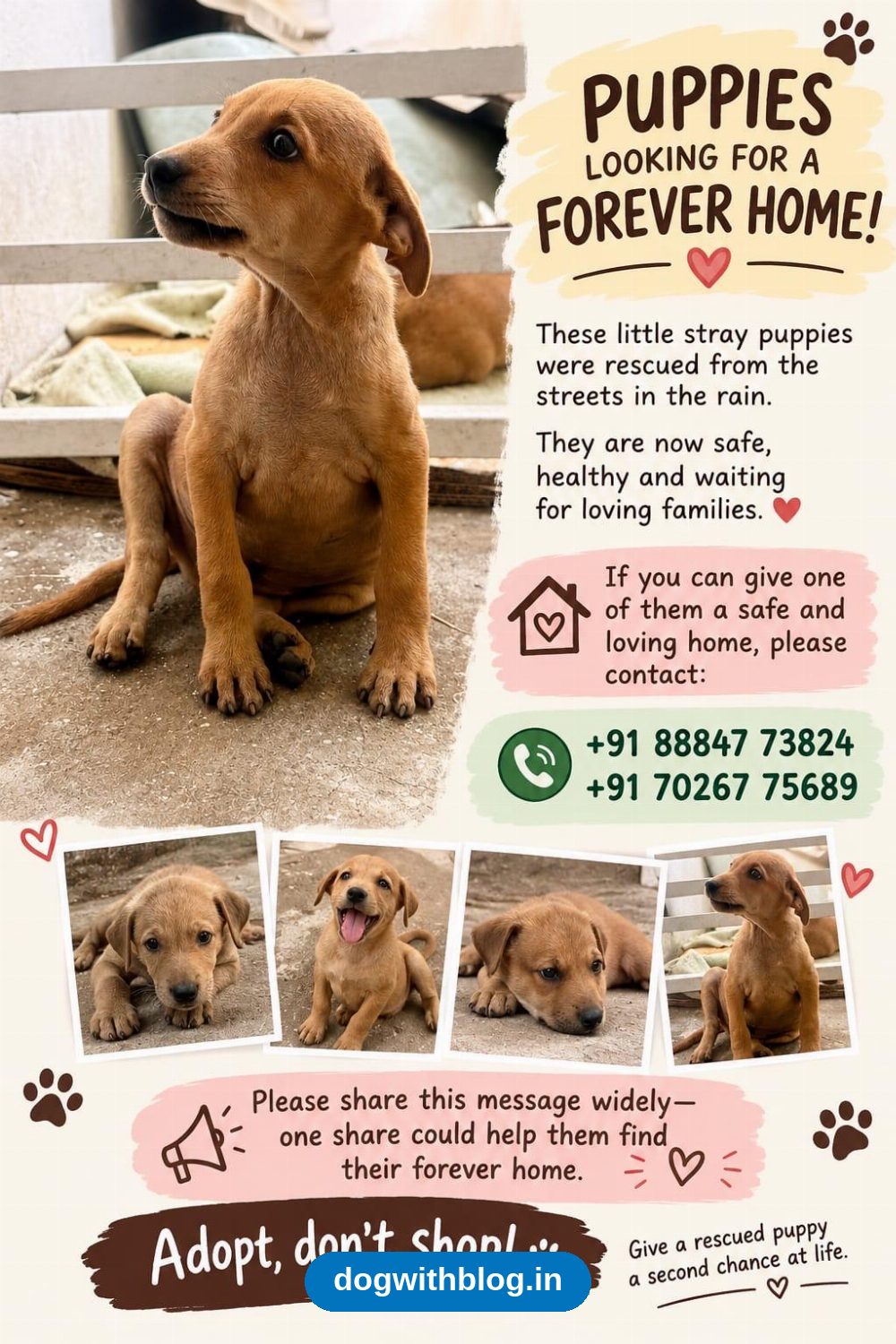 Puppies Rescued From the Rain Need Forever Homes — Bengaluru
