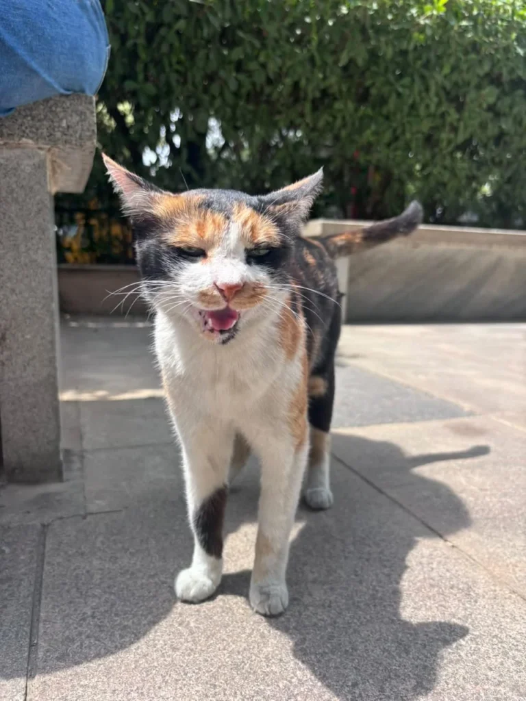 Adoption request - pet in India