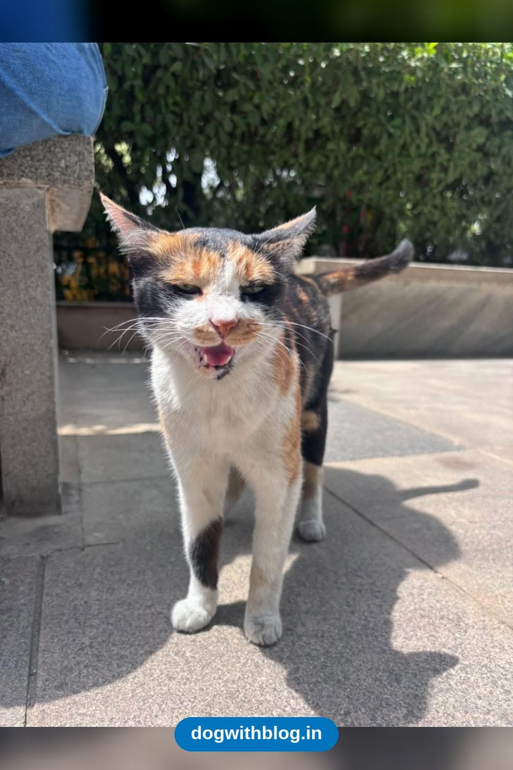 A Friendly Stray Cat Found in Koramangala Needs a Home — Bengaluru