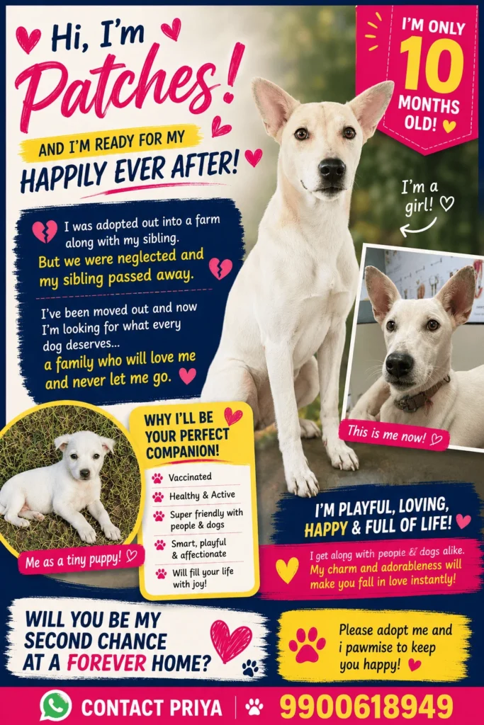 Patches, a cream-and-white Indie dog, shown in an adoption poster with her rescue story and contact details, Bengaluru