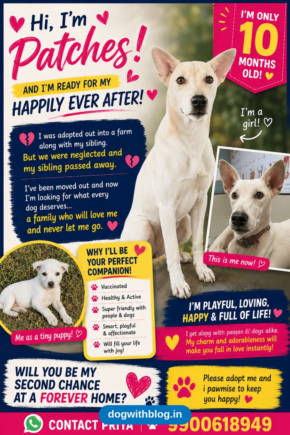 Patches, a Ten-Month-Old Dog Let Down Once, Wants a Real Home in Bengaluru