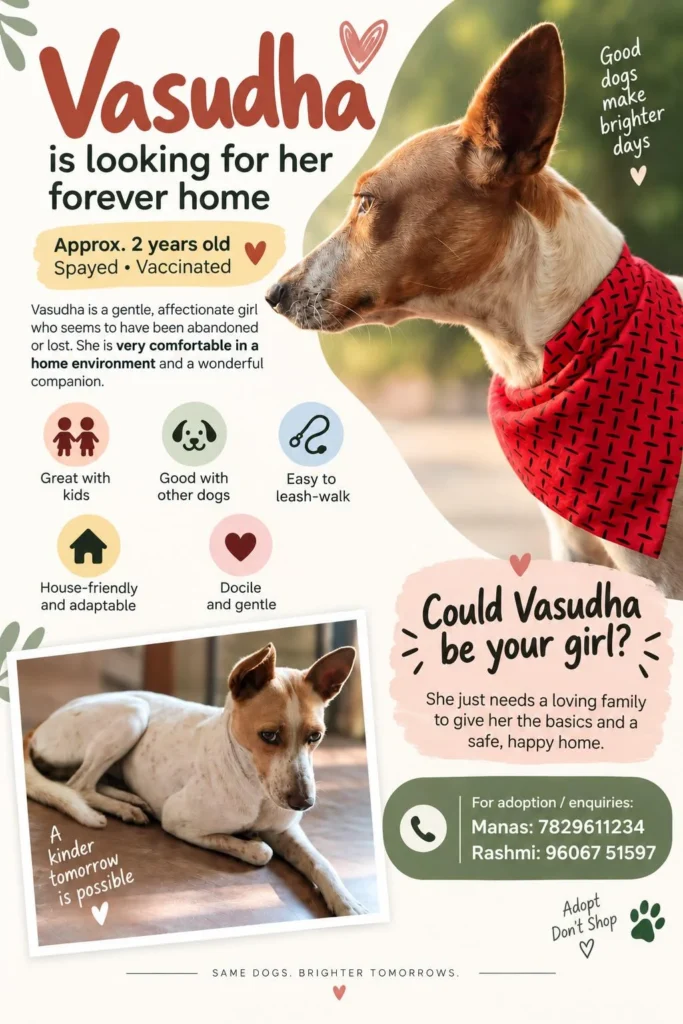 Adoption poster for Vasudha, a tan-and-white indie dog wearing a red bandana, listed as approximately two years old, spayed and vaccinated