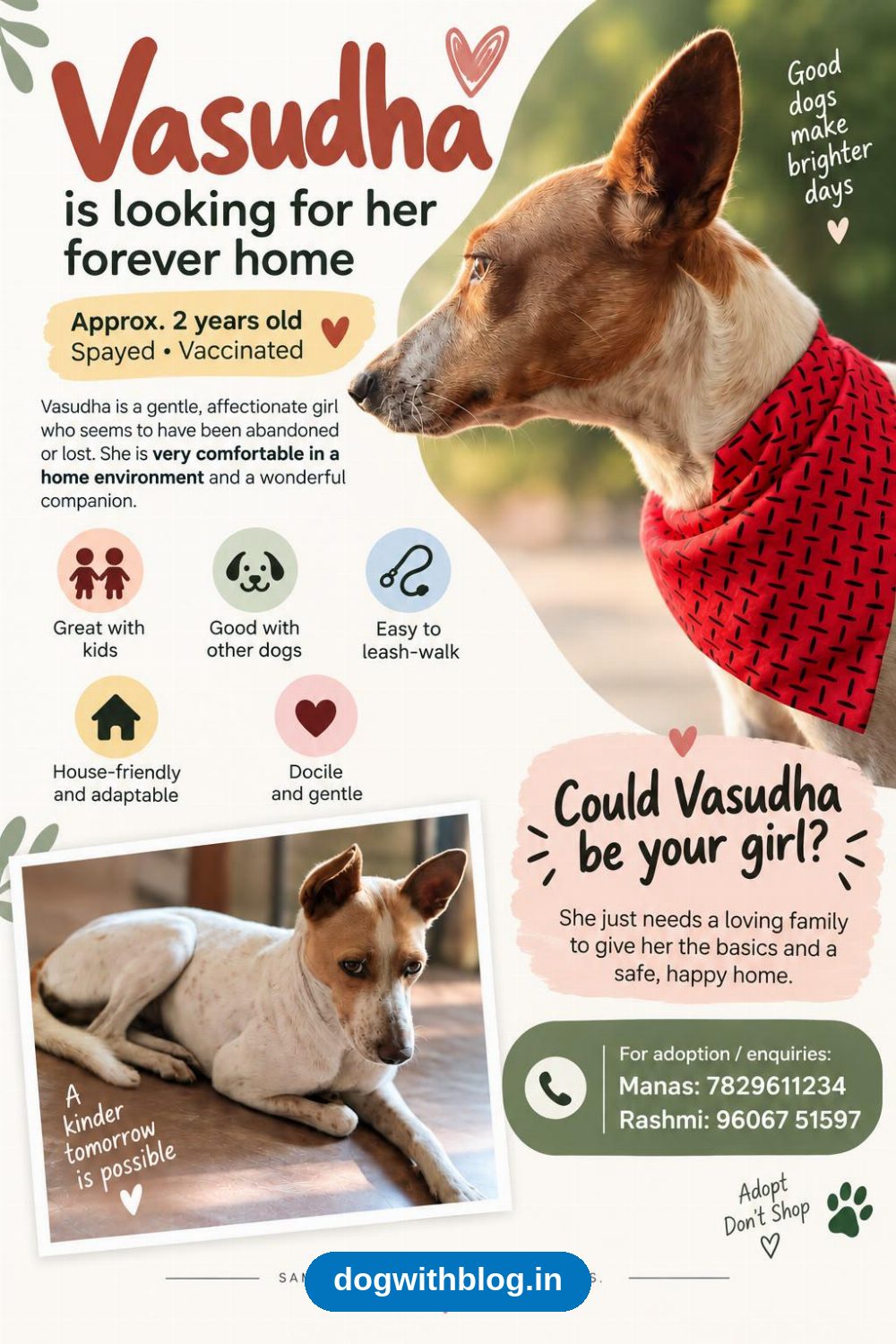 Vasudha, a Gentle Two-Year-Old Indie Dog, Needs a Home — Bengaluru