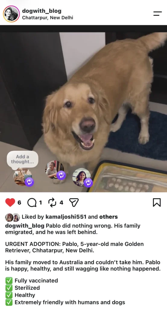 A golden retriever, Pablo, looking up happily indoors, from a Dog with Blog Instagram post