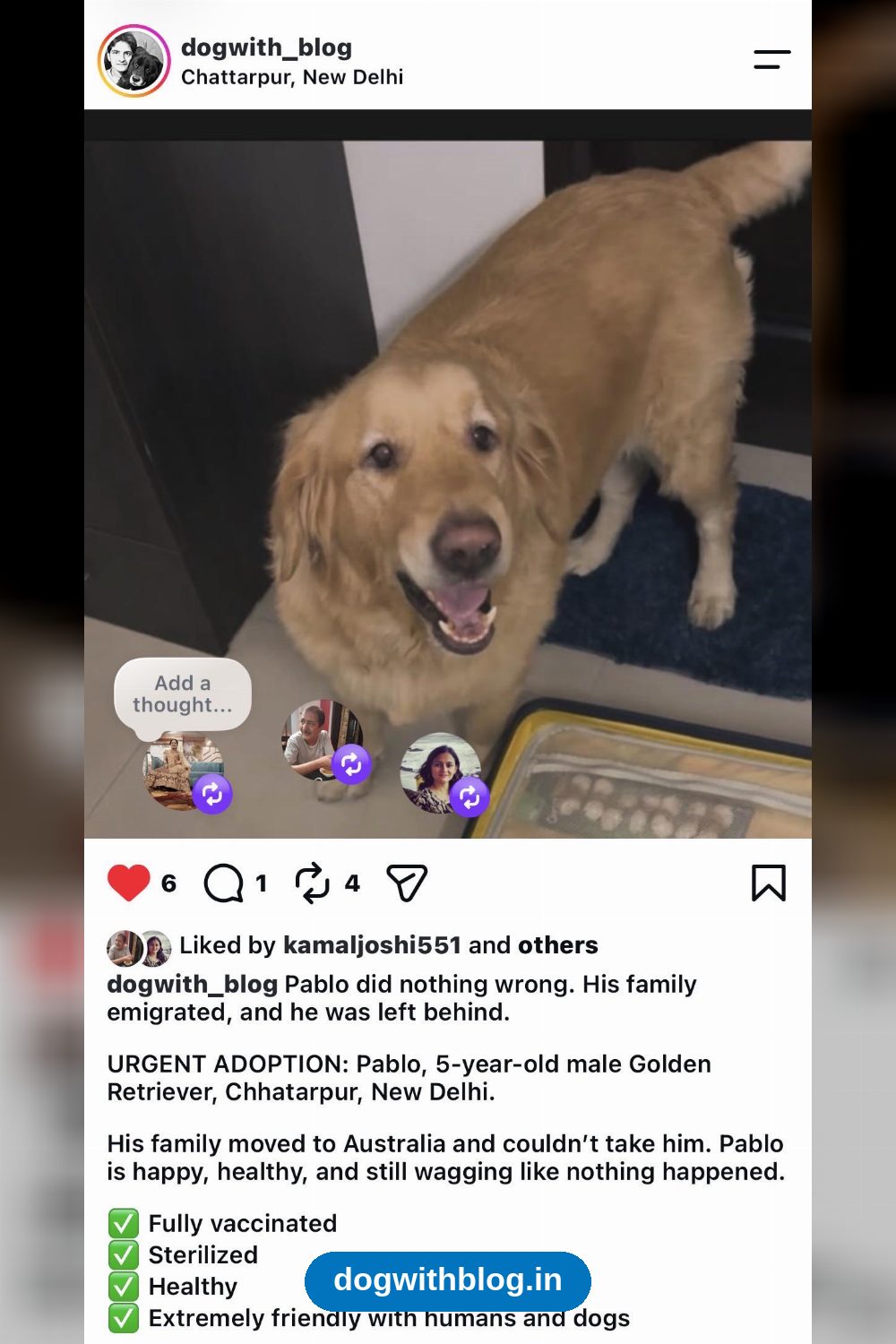 Pablo, a 5-Year-Old Golden Retriever, Needs a Home — Delhi NCR