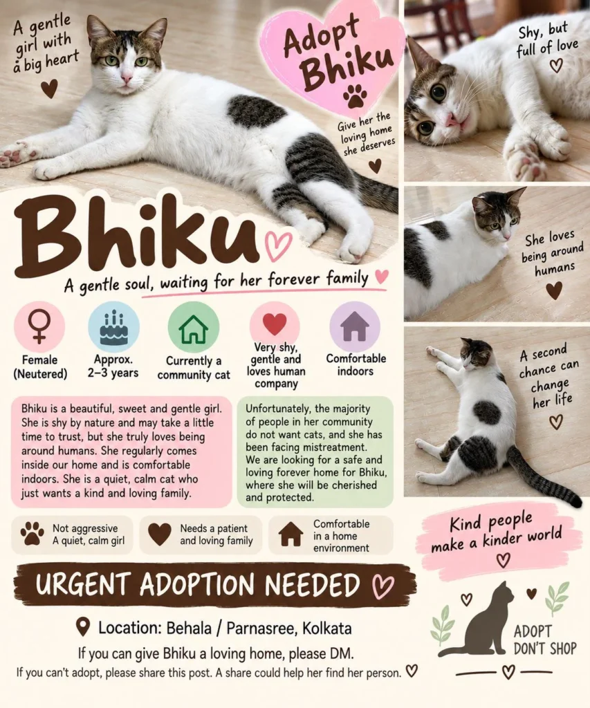 Bhiku, a tabby-and-white cat, lying on a bed — she is looking for a home in Behala/Parnasree, Kolkata
