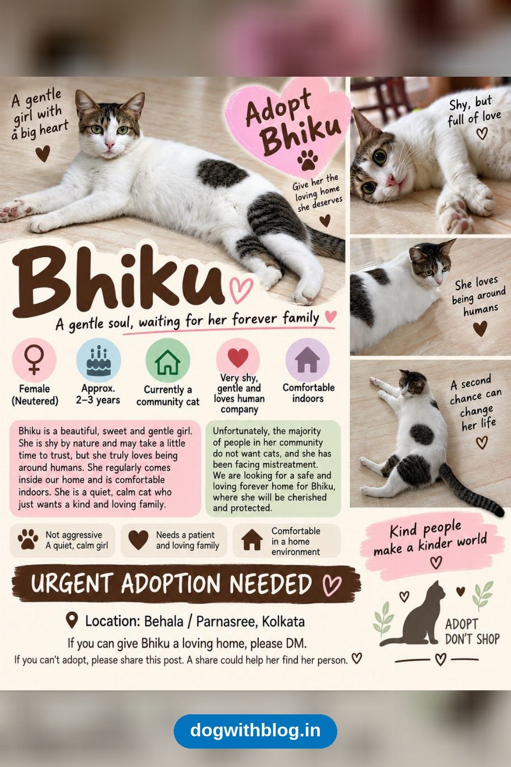 Bhiku, a Gentle Community Cat, Needs a Patient Home — Kolkata