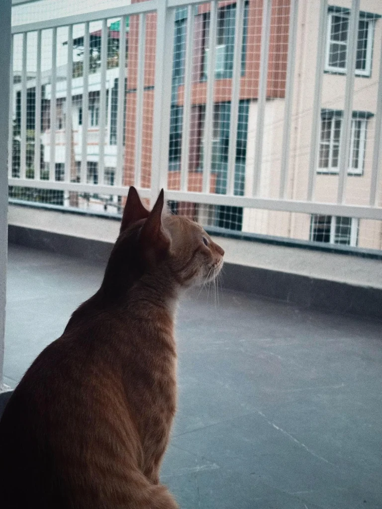 Jhil Mil, an adult ginger cat, looking toward the camera