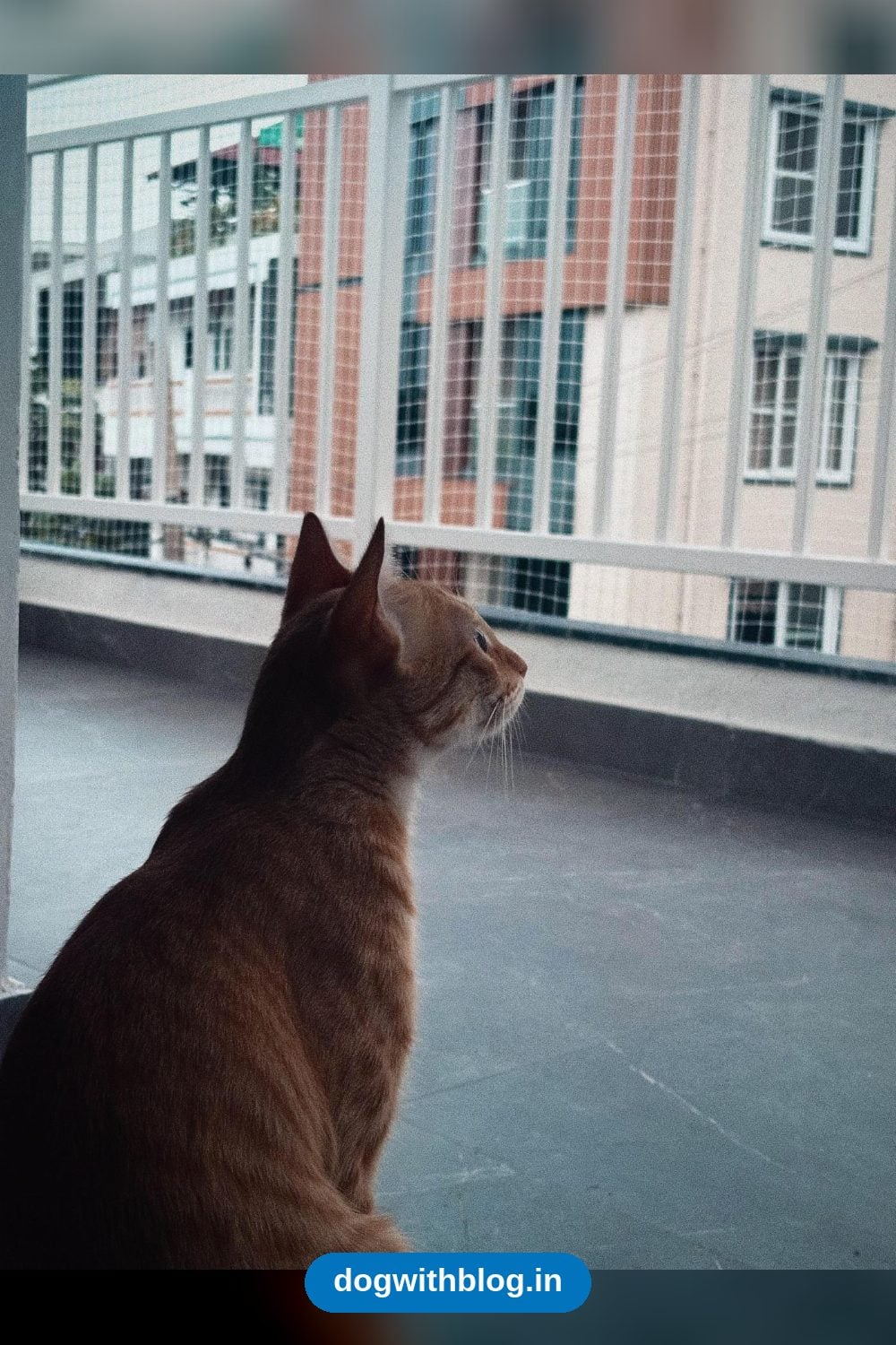 Jhil Mil, a Ginger Cat Whose Family’s Circumstances Changed — Bengaluru