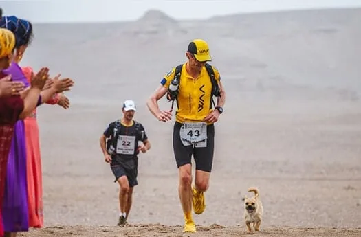 stray dog gobi desert