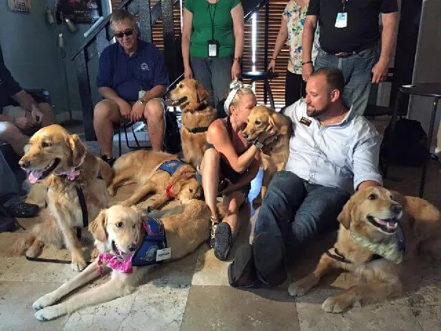 golden retriever therapy dogs